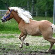 Tyroler Haflinger Kajser *Rocké*