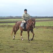 Dansk Varmblod Freja Tjørnely