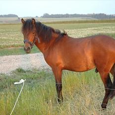 Anden særlig race Frederik