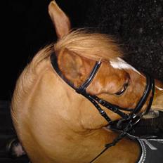 Anden særlig race Alfi