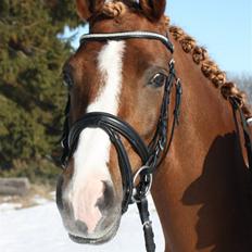 Palomino Klepholms Victoria RIP