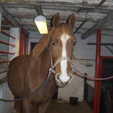 Anden særlig race Inholdt's Balou