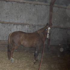 Anden særlig race Inholdt's Balou