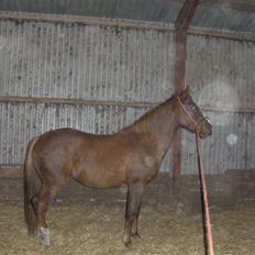 Anden særlig race Inholdt's Balou