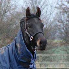 Dansk Varmblod Rimini <3