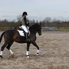 Dansk Varmblod Rimini <3