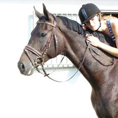 Dansk Varmblod Rimini <3