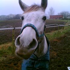 Anden særlig race Silver Survivor - SOLGT