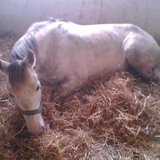 Anden særlig race Silver Survivor - SOLGT