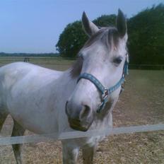 Anden særlig race Silver Survivor - SOLGT