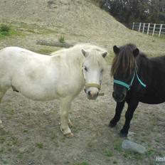 Shetlænder Magnum<3 ,