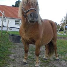 Shetlænder Enghøjs Expresso SOLGT