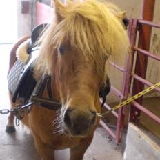 Shetlænder Enghøjs Expresso SOLGT