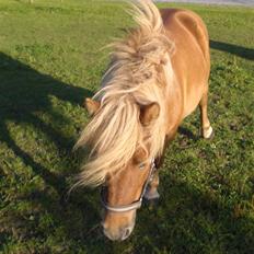 Shetlænder Enghøjs Expresso SOLGT