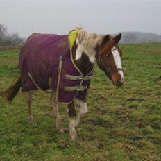 Anden særlig race Kirkegårdsminde Diana 