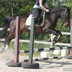 Dansk Varmblod Candy (prinsessen)