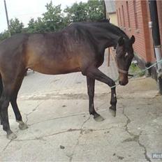 Dansk Varmblod Candy (prinsessen)