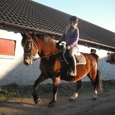 Polsk Varmblod Rock Fairy*NU MED FØL!!!*