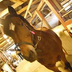 Polsk Varmblod Rock Fairy*NU MED FØL!!!*