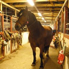 Polsk Varmblod Rock Fairy*NU MED FØL!!!*