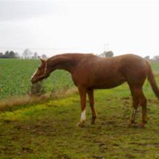 Dansk Varmblod  Domineq (Rød Merrild)