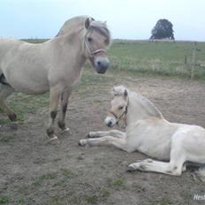 Fjordhest ask (solgt)