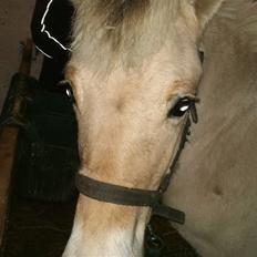 Fjordhest ask (solgt)