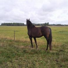 Dansk Varmblod kahlua ( R.I.P )