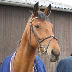 Dansk Varmblod Ibiza M R.I.P