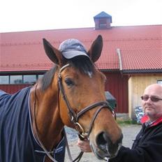 Dansk Varmblod Ibiza M R.I.P