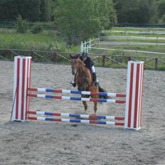 Dansk Varmblod Ibiza M R.I.P