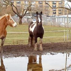 Haflinger Heraues. Gl. passer