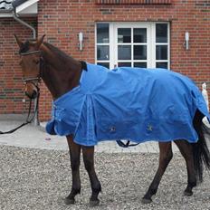 Trakehner Anakin *solgt"