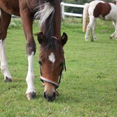 Pinto Spirits Liberty "Følle"