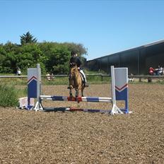 Anden særlig race Sunshine R.I.P (cushing)
