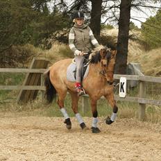 Anden særlig race Sunshine R.I.P (cushing)