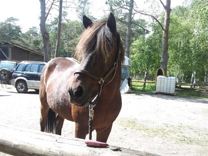 Islænder Snugg fra Viegaarden - 7. Snugg i sommeren 2009 <3. billede 7