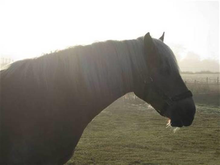 Haflinger Thor (red) Solgt  - Smukke Thor i en sol stålle tidligt om morgen;) Taget af: AC tusind tak;) MAN MÅ IKKE KOPIRE MINE BILLEDER!! billede 5