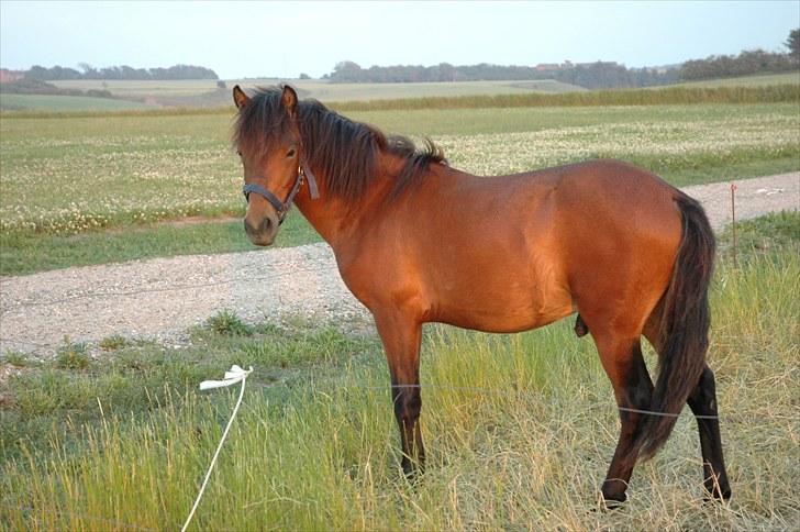 Anden særlig race Frederik - Ja, sådan ser han altså ud :) Velkommen  billede 1