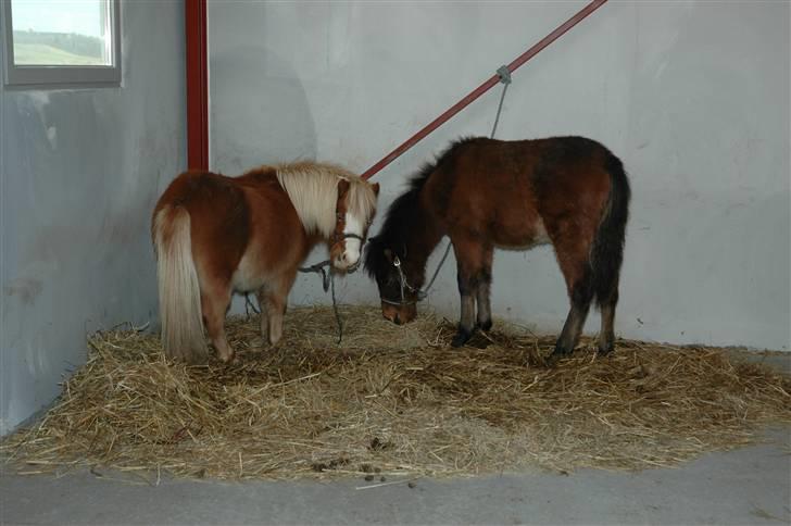 Anden særlig race Frederik - Frederik med sin "buddy" Hugo billede 2