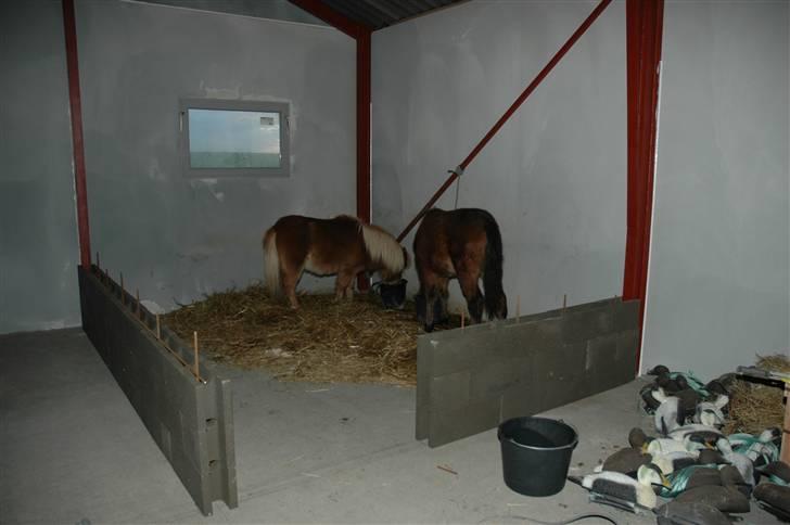 Anden særlig race Frederik billede 3