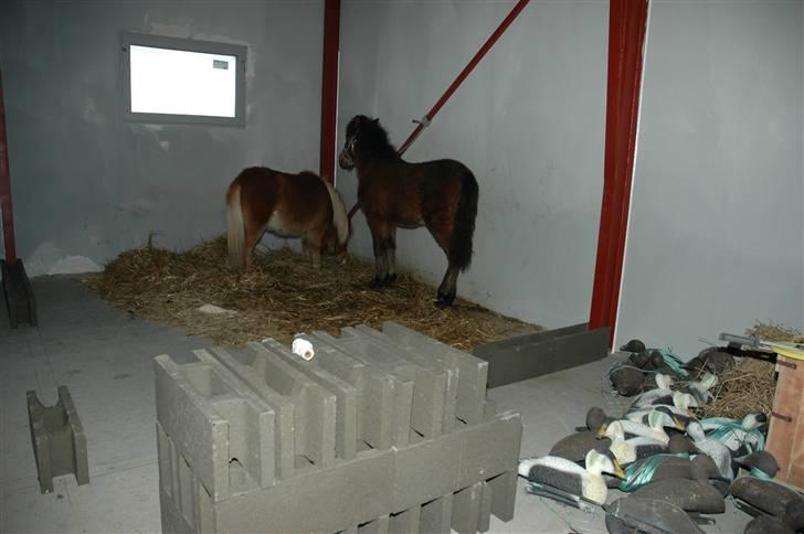 Anden særlig race Frederik billede 4