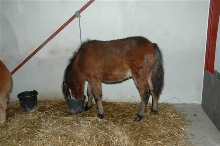 Anden særlig race Frederik billede 5