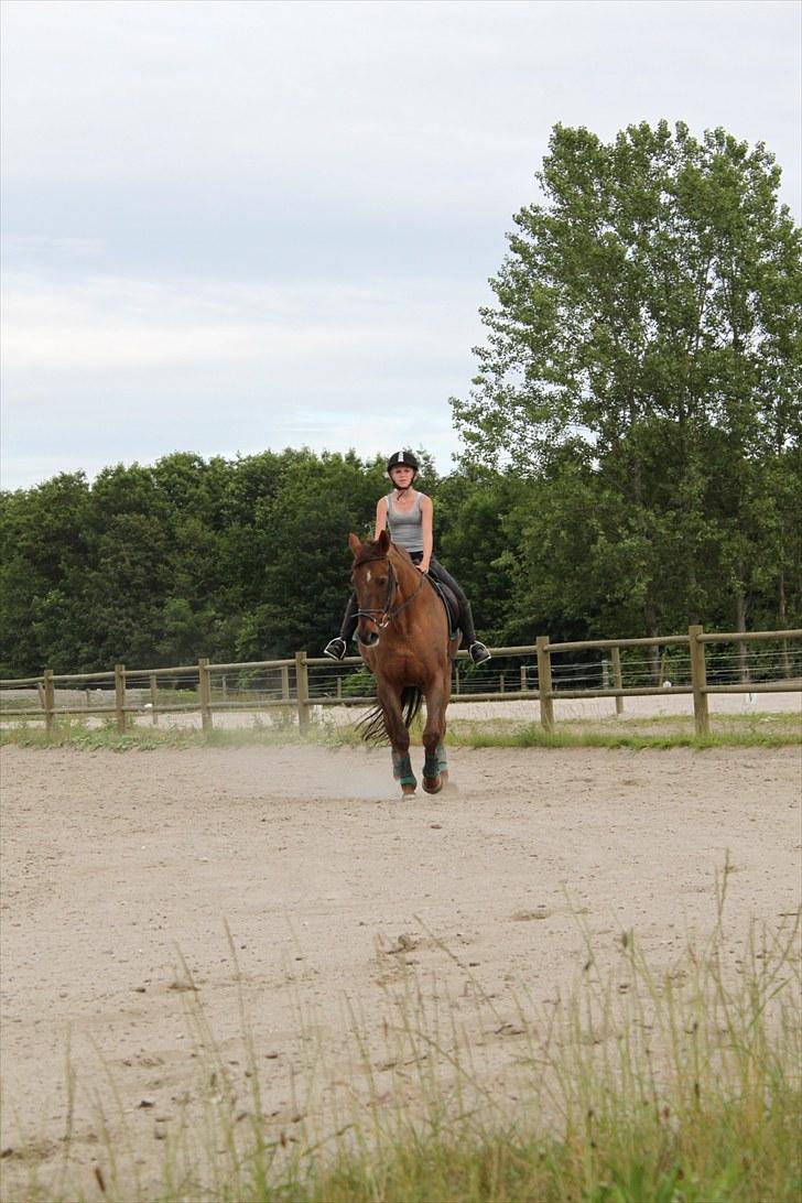 Dansk Varmblod Lind-i - Trav (: Foto: DBR billede 8