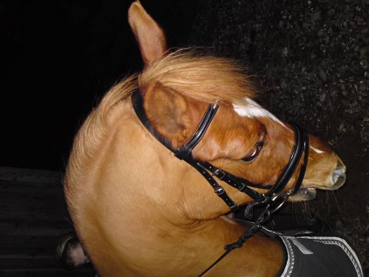 Anden særlig race Alfi billede 3