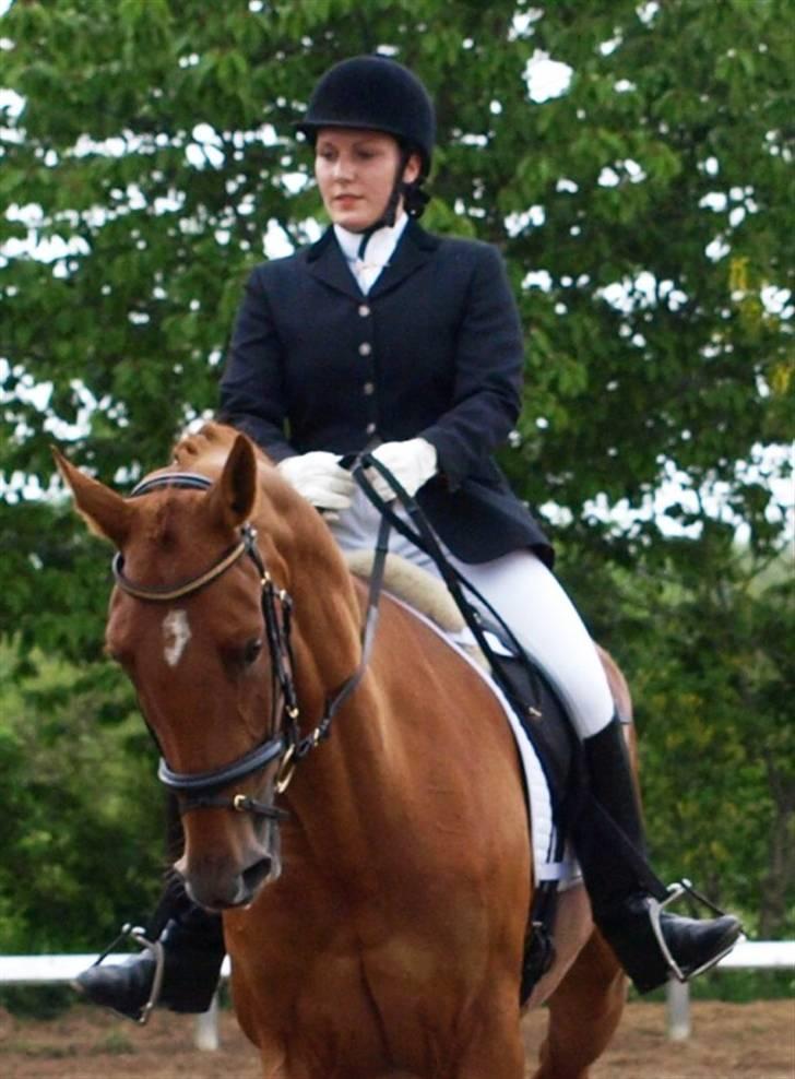 Hollandsk Varmblod Whitney - Første stævne maj 2009 billede 7