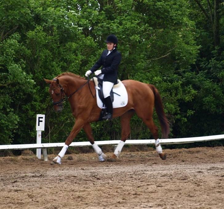 Hollandsk Varmblod Whitney billede 8