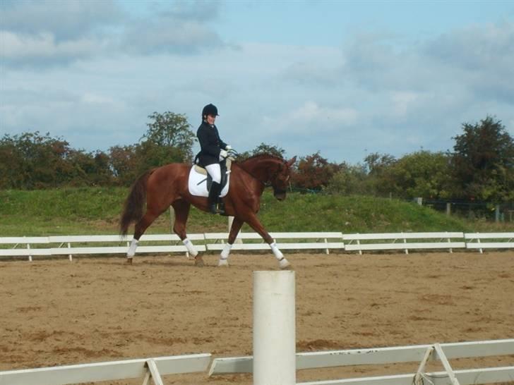 Hollandsk Varmblod Whitney - Stævne Vejen september 2009 billede 9