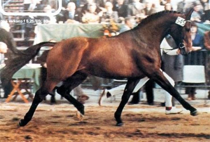 Hollandsk Varmblod Whitney - Afstamning.. billede 10