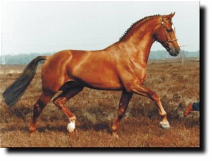 Hollandsk Varmblod Whitney - Whitneys far, tydeligt at se :) billede 11